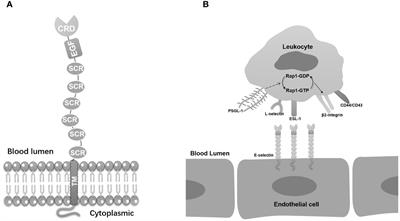 E-selectin in vascular pathophysiology